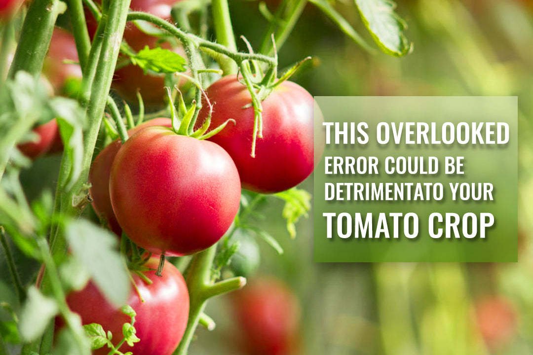  Tomato