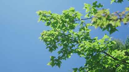 Best sprinkler system for drought restrictions