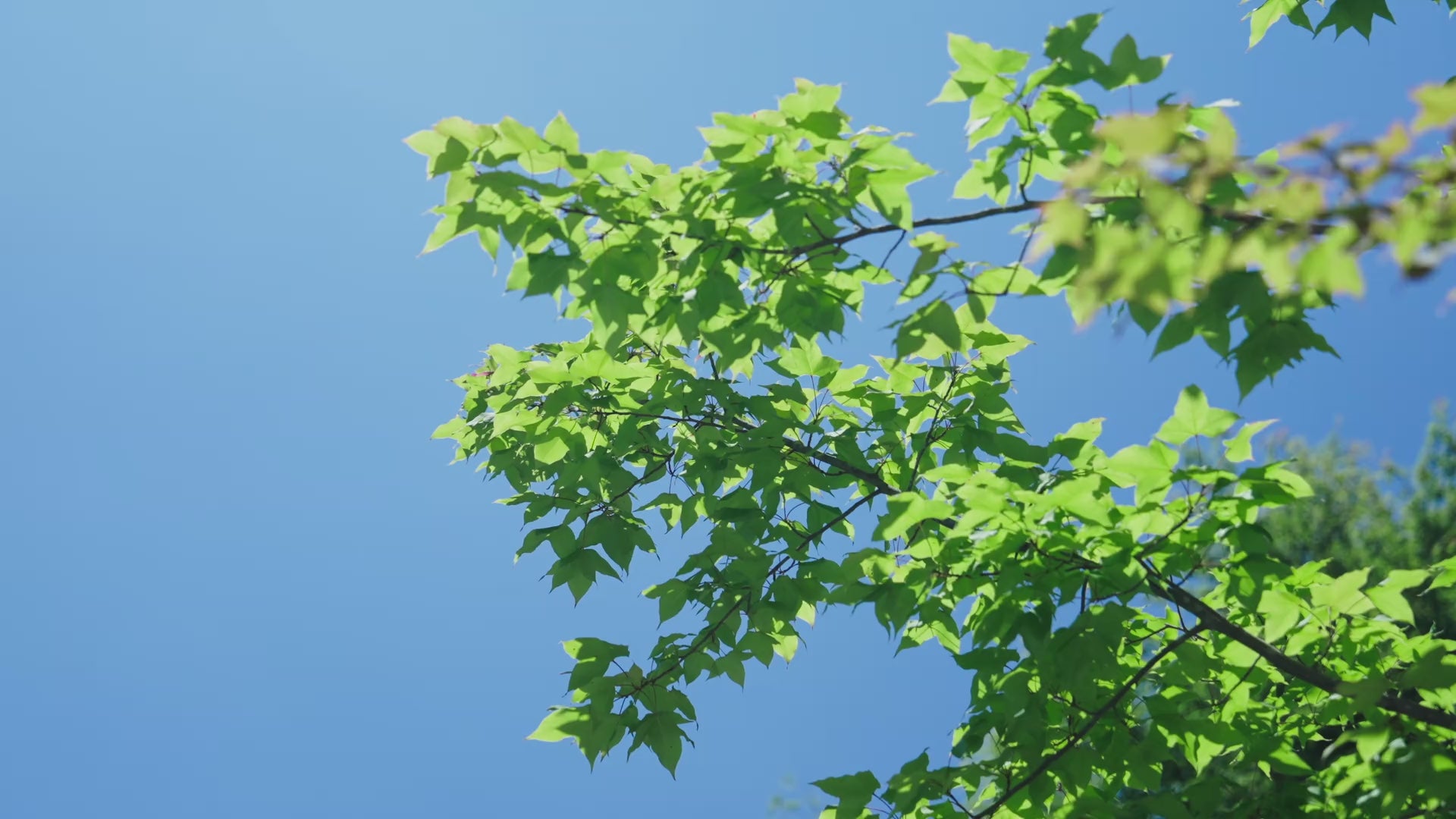 Best sprinkler system for drought restrictions